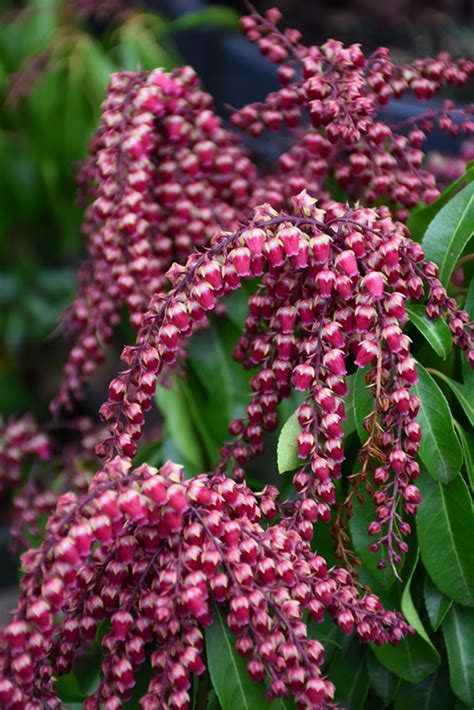 Gay Goblin Japanese Pieris (Pieris japonica Cabernet) in。